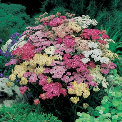Picture of Achillea - Summer Pastels F2